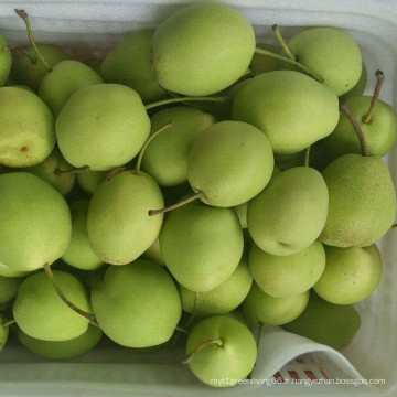 Poire fraîche de Shandong Nouvelle couleur verte de récolte